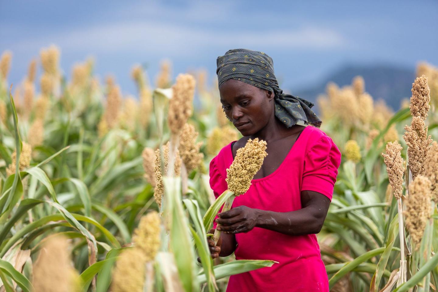 Harnessing digital innovation to build climate-resilient  agriculture and empower youth in zimbabwe