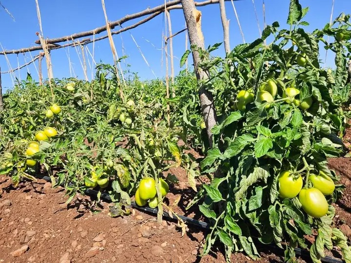 Kasikili Garden Brings Food and Income to Hwange Villagers