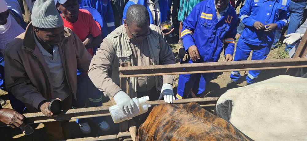 Foot-and-mouth disease outbreak traced to buffaloes in Mangwe